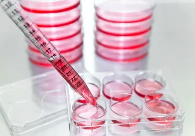 hipscs human induced pluripotent stem cell culture medium e8 b8 fibroblast growth factor fgf2